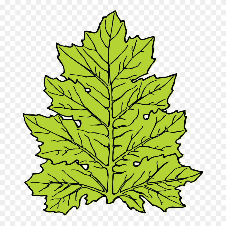 Acanthus, Leaf, Nature, Flora, Ecology, Autumn, Botany - Leaf Clip Art - Png Download