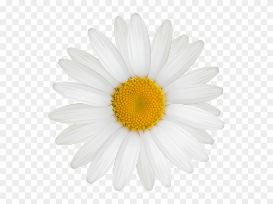 Yellow Flower Clipart Marguerite Daisy - She Is Life Itself Wild And Free - Png Download