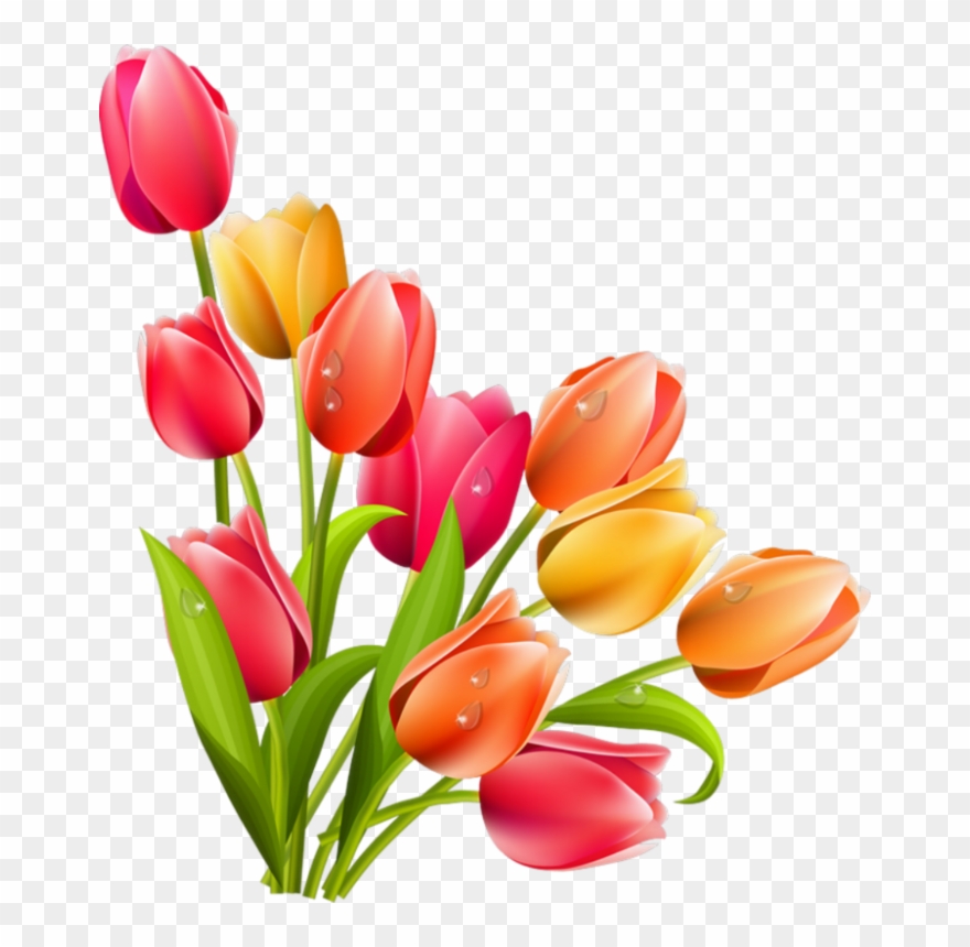 Forgetmenot Flowers Multicolor - Tulip Clipart - Png Download