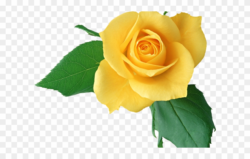 Yellow Rose Clipart Light Yellow - De Flores Y Plantas Hermosa - Png Download