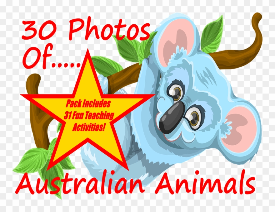 Photos And Images Of Australian Animals - Koala Clipart