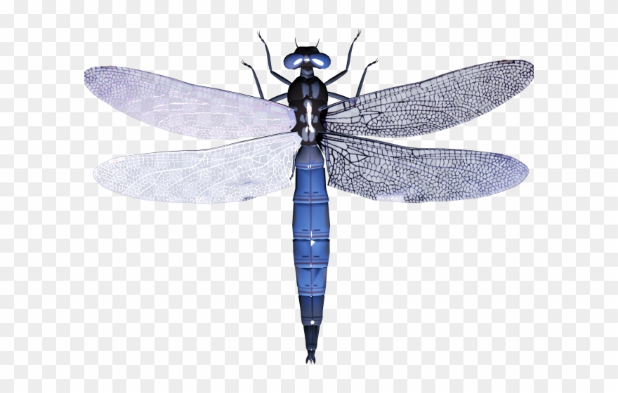 Dragonfly Clipart Small Animal - Png Download