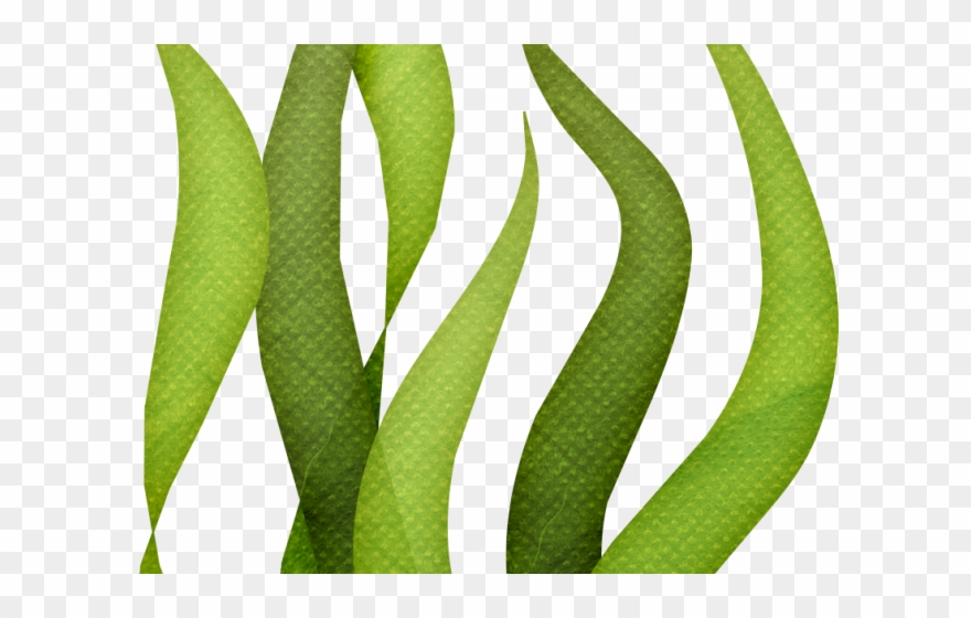 Coral Reef Clipart Seagrass - Algas Marinha Do Bob Esponja - Png Download