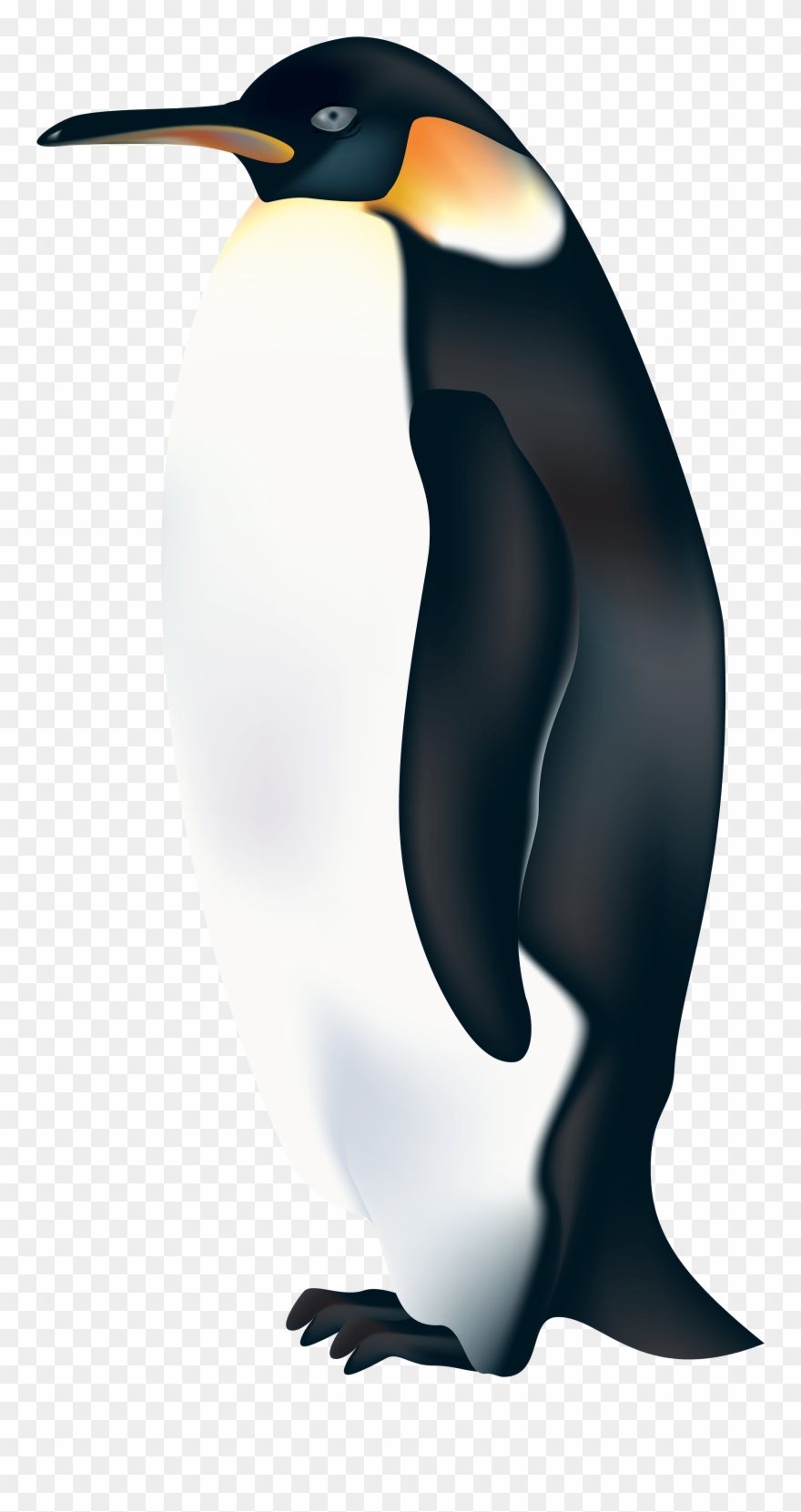 Portable Network Graphics Clipart