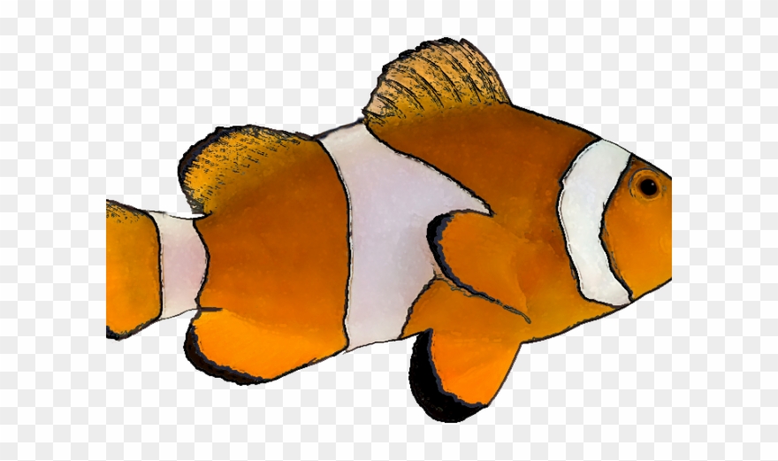 Marine Fish Clipart Transparent - Clown Fish Transparent Background - Png Download