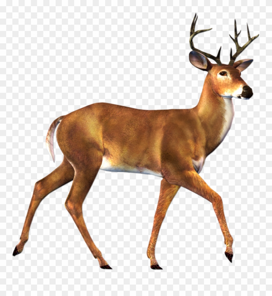 Dear Clipart Hd Animal - Deer Png Transparent Png