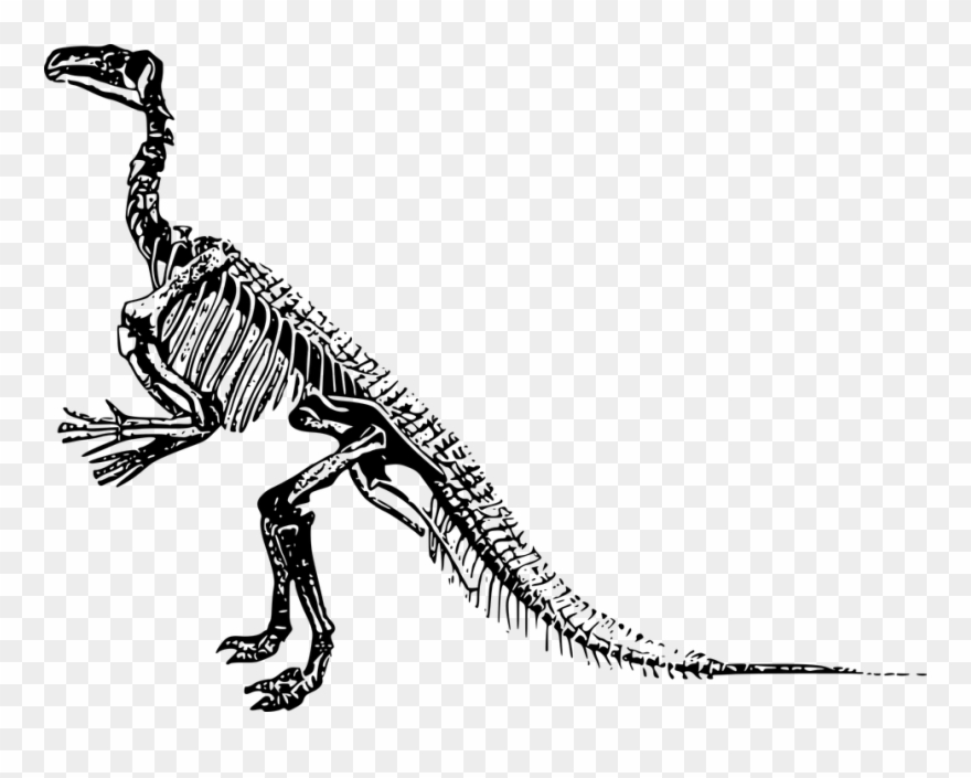 Hd Transparent Images Bone Fossil Skeleton Din - Clipart Dinosaur Skeleton - Png Download