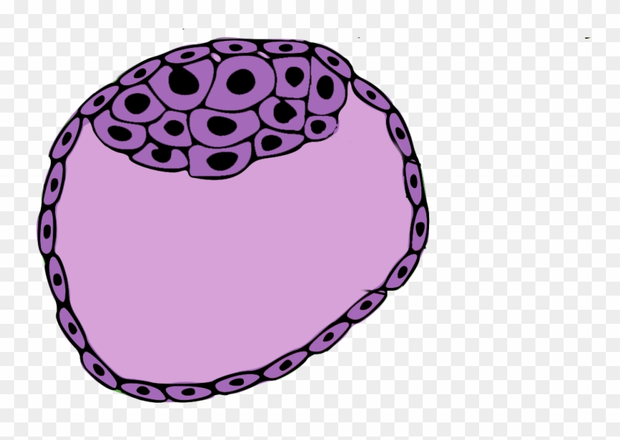 Daughter Cells May Not End Up Exactly Like The Parent Clipart