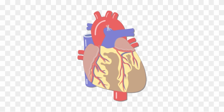 Unlabelled Image Of The Anterior View Of The Heart - Heart Major Blood Vessels Clipart