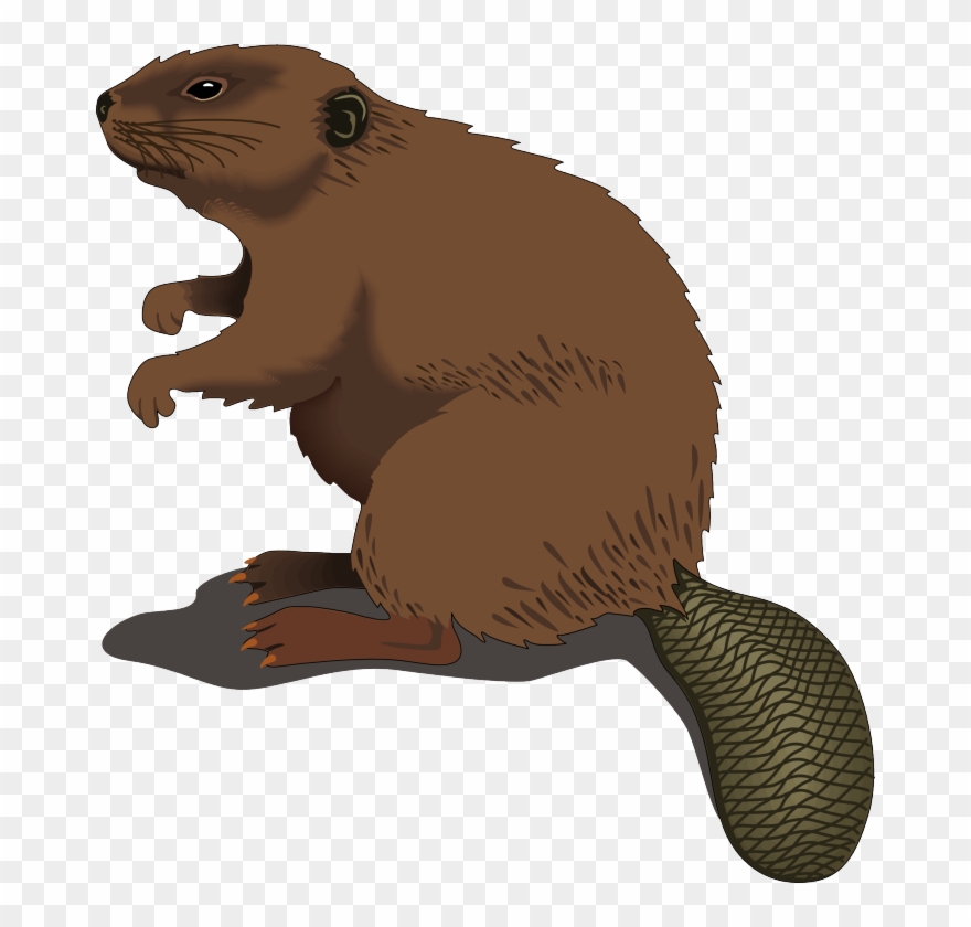 Biber, An Der Kelle Gut Zu Erkennen - Beaver Clip Art - Png Download
