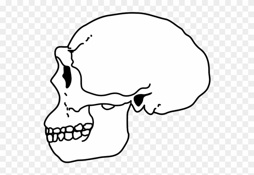 Erectus Skull - Wikimedia Commons Clipart