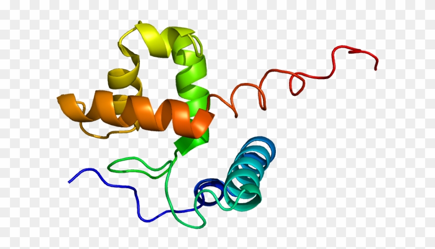 Arid1a Protein Clipart