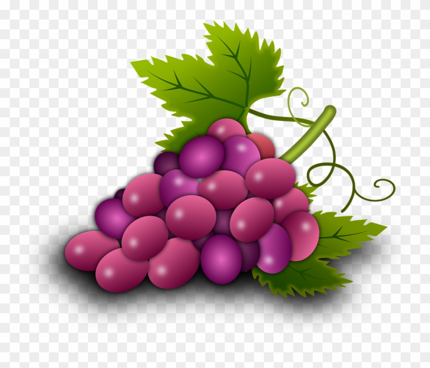 Grapes Vine Vineyard Wine Png Image Clipart