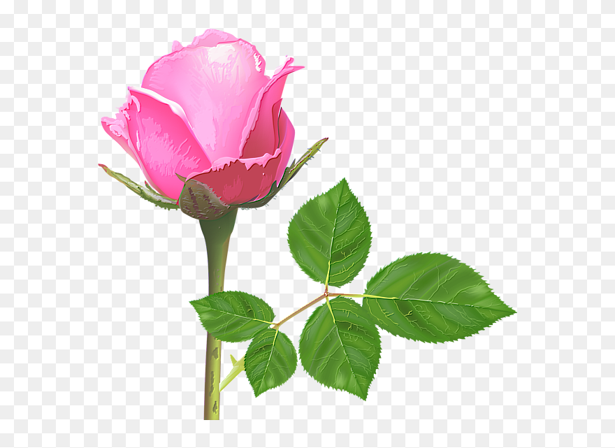 Light Pink Rose, Pink Rose Flower, Pink Roses, Rose - Single Pink Rose Flowers Clipart