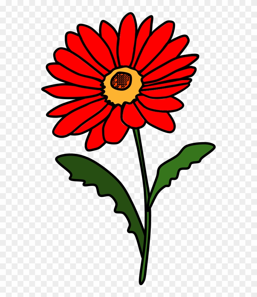 Daisy, Petals, Red - Barberton Daisy Clipart