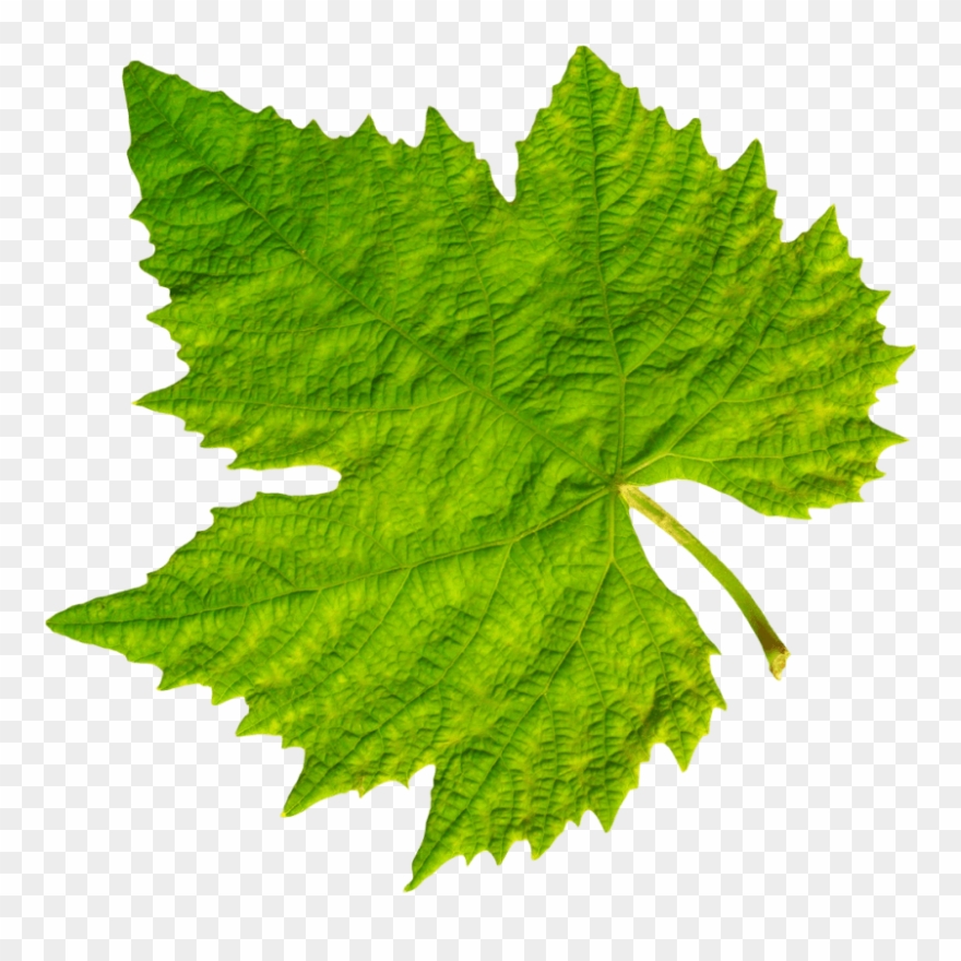 Download Grape Vine Leaf Png Images Background - Grape Leaf Png Clipart