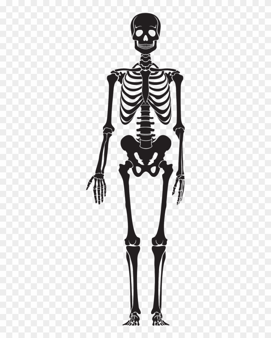 Clipart Skeleton Halloween 18 Clip Art - Human Skeleton Silhouette - Png Download
