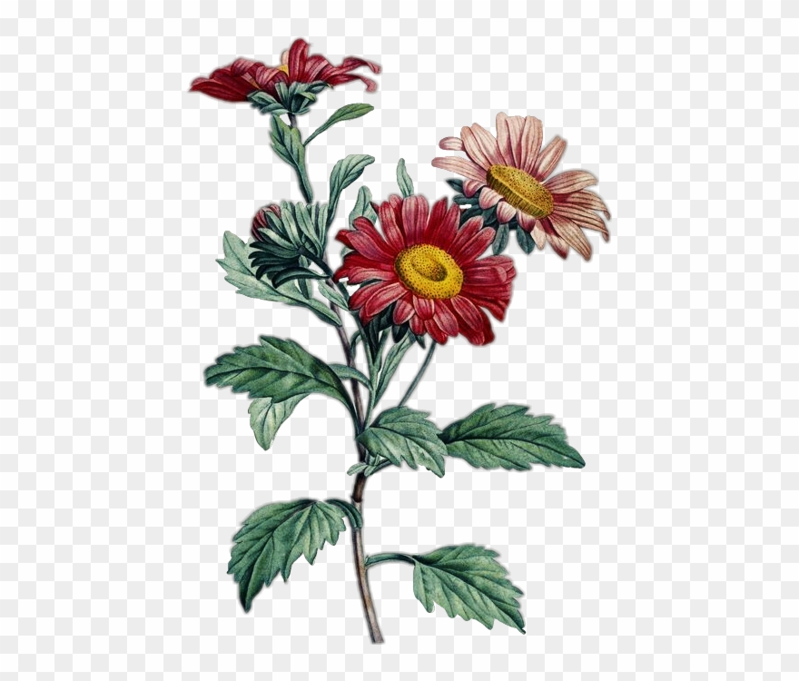 Beauties Of Nature Coloring Book By Pierre-joseph Redoute Clipart