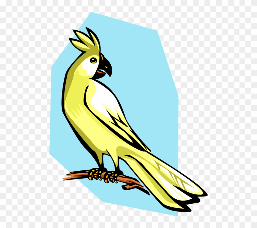 Vector Illustration Of Cockatoo Parrot Bird - Clip Art - Png Download
