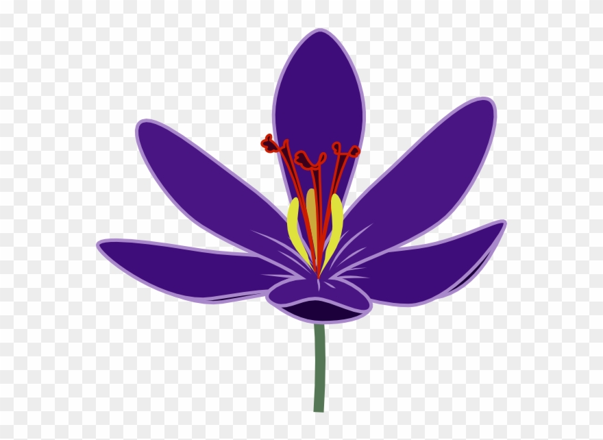 Saffron Flower Clipart Png Download (2141666) PinClipart