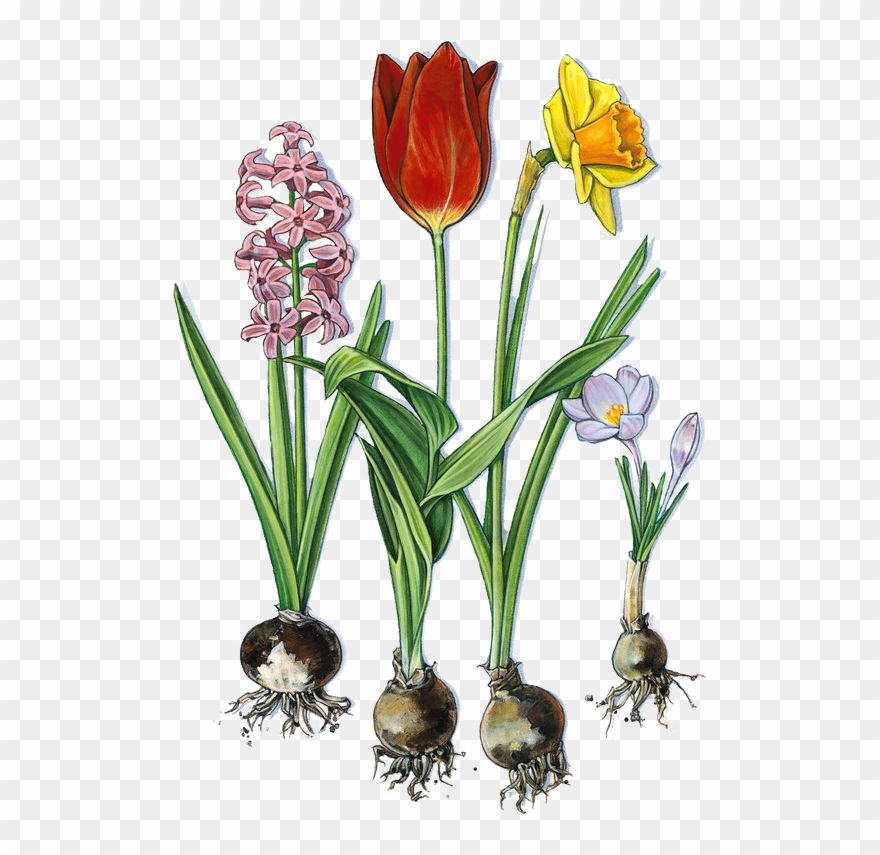 Spring Activities - ریشه ی گل نرگس Clipart