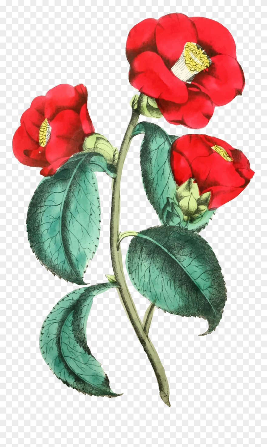 Flower Illustration Clipart - Flower Illustration Png Transparent Png