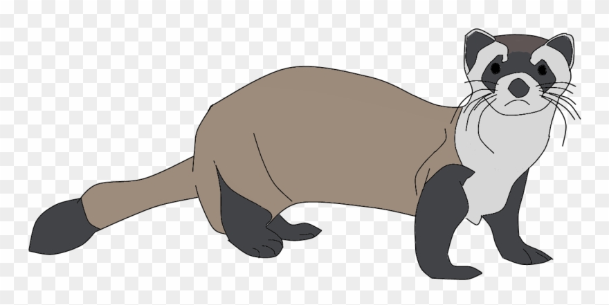 Ferret Png Clipart - Marine Mammal Transparent Png
