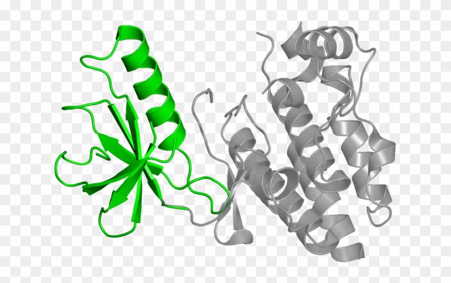 タンパク質 構造 Clipart