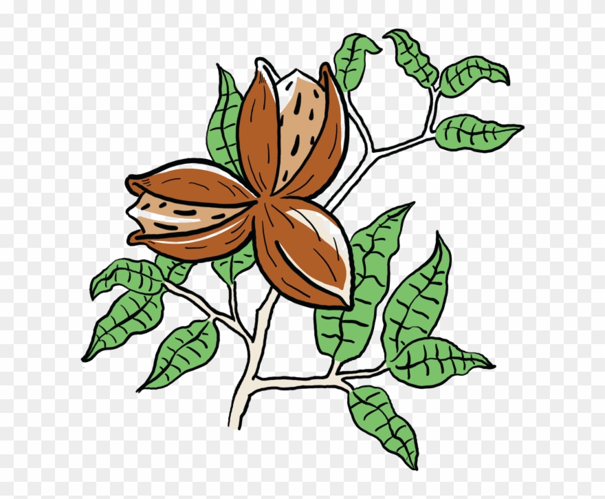 Nuttin' But Pecans - Rosa Glauca Clipart