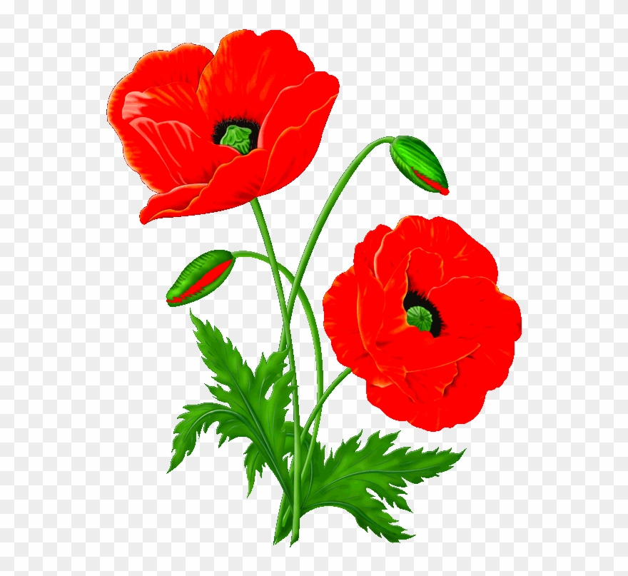 Маки Рисунок Карандашом Clipart