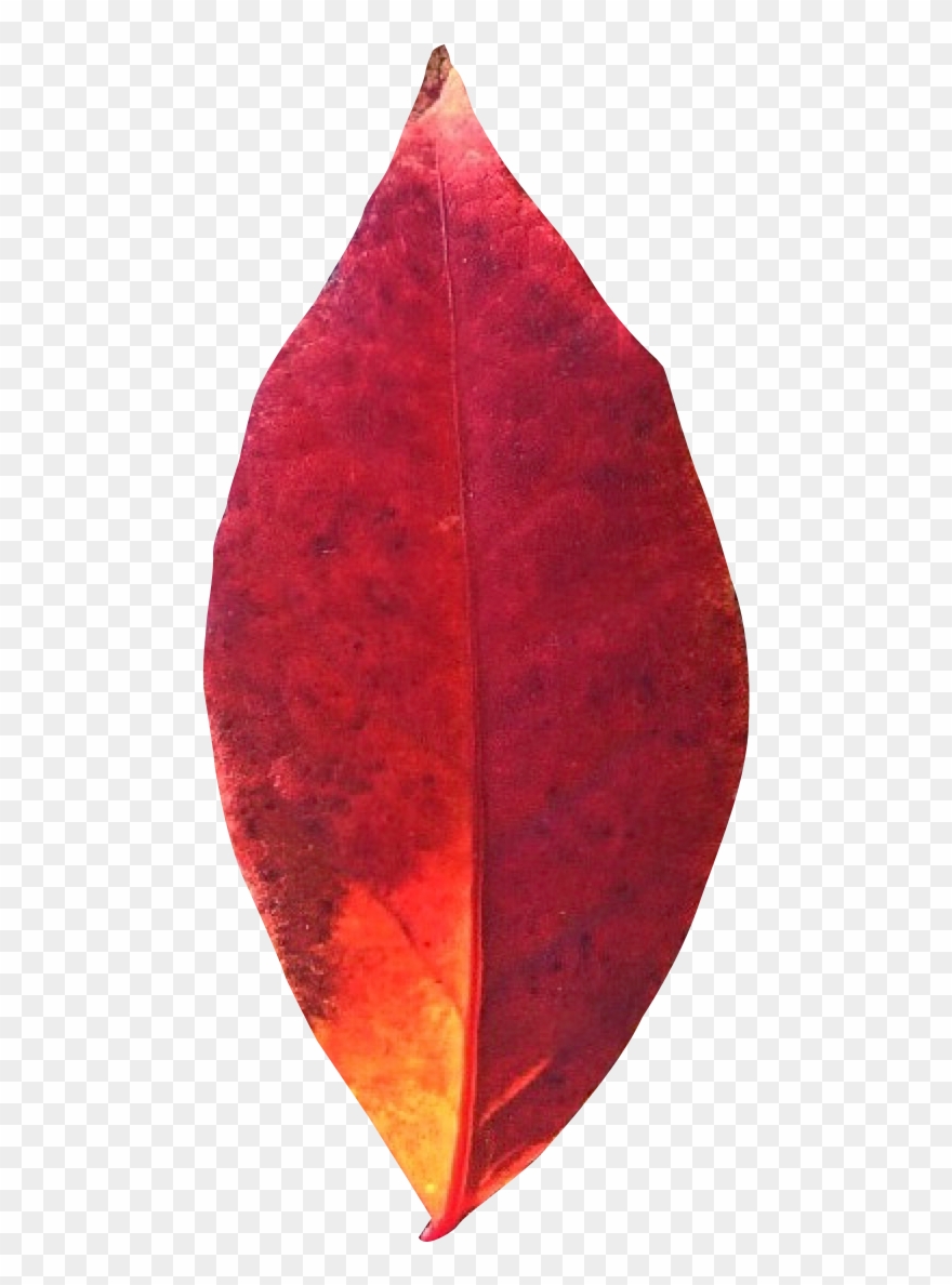 Download Autumn Leaf Png Transparent Image Pngpix Cartoon Fruit Leaf