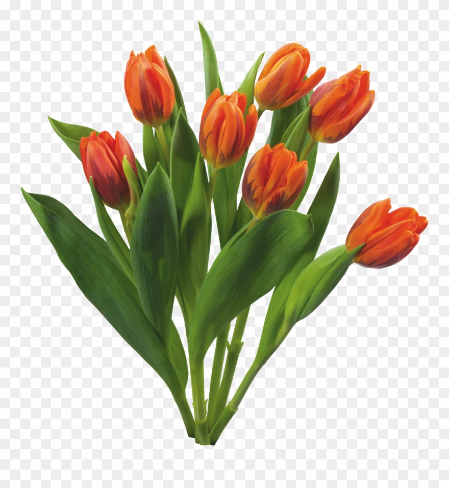 Bouquet Of Flowers Icon Clipart - Love Tulips Beautiful Spring Flowers Set - Png Download