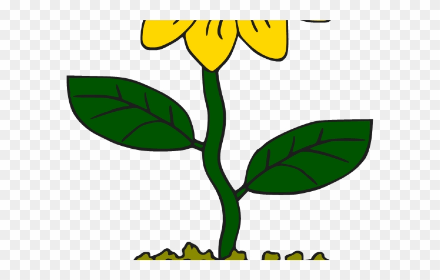 Sunflower Clipart Potted - Cartoon Sunflower In A Pot Png Transparent Png