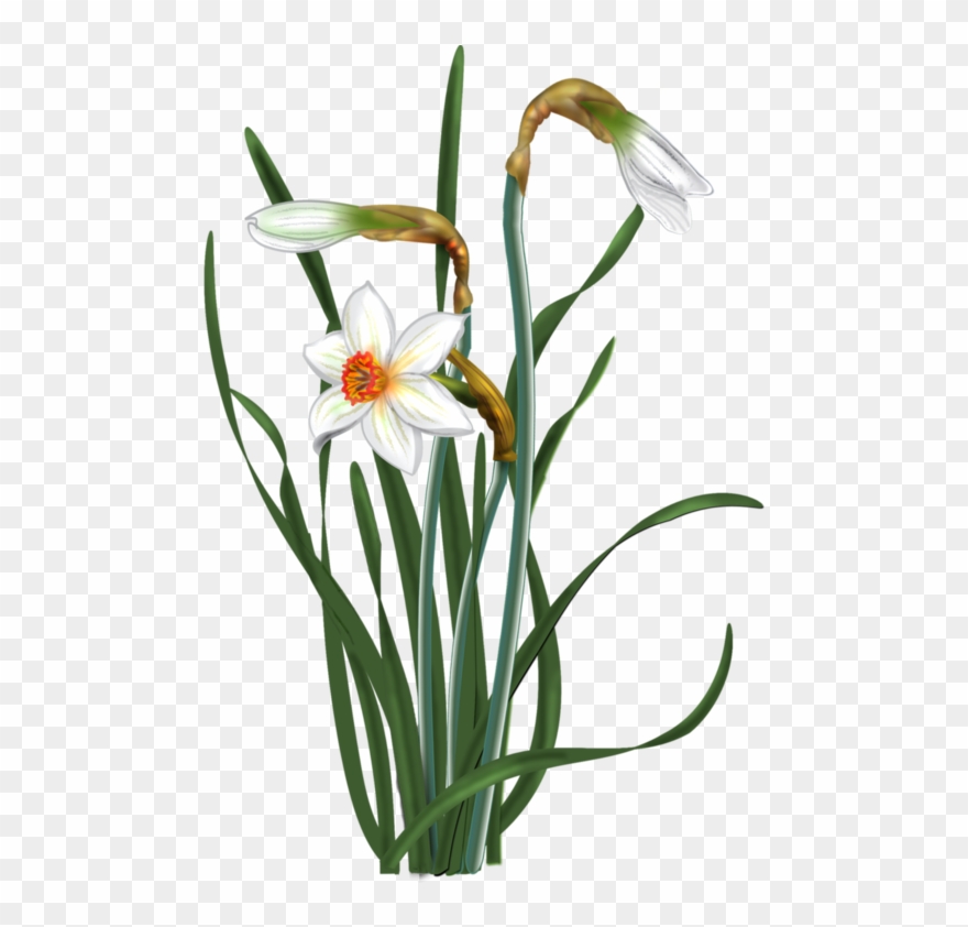 Disk Botanical Flowers, Flower Patterns, Daffodils, - Нарциссы Пнг Вектор Clipart