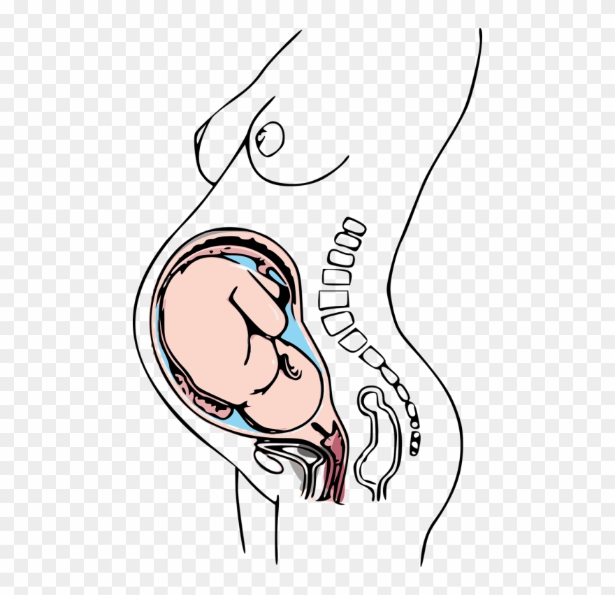 Pregnancy Drawing Clipart