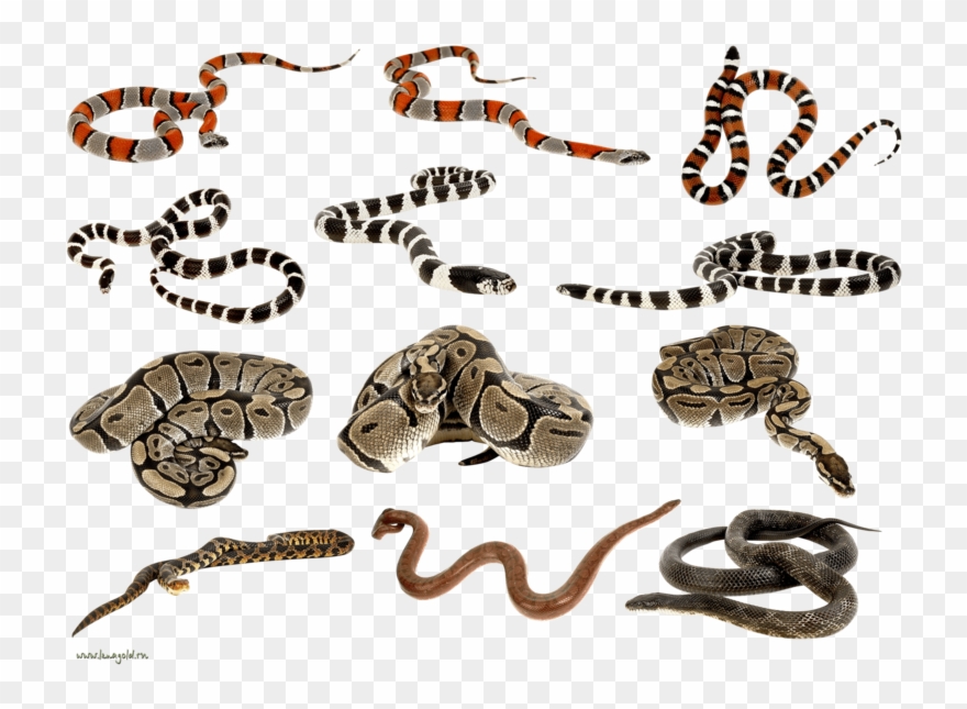 Snakes Clipart Png Images - Python Snake - Got Balls? Ii Oval Ornament Transparent Png