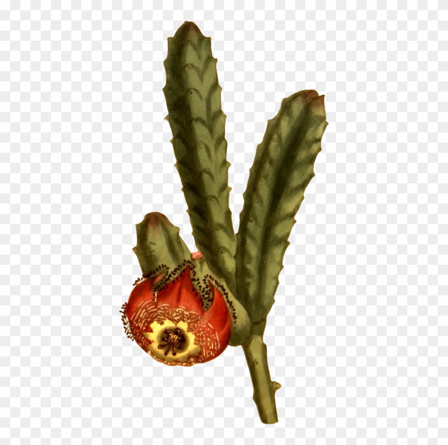 Clipart Revolute Flowered Stapelia - Png Download