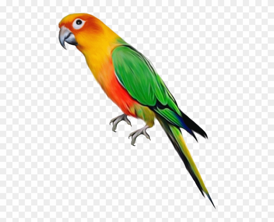 Dibujos Png Fondo Transparente - Parrot Png Clipart