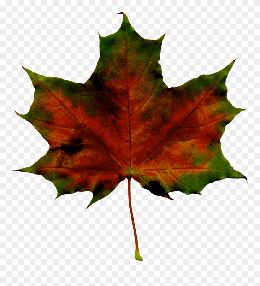 Maple Leaf Clipart