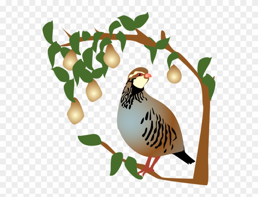 On The First Day Of Christmas, My True Love Gave To - Partridge In A Pear Tree Clipart - Png Download