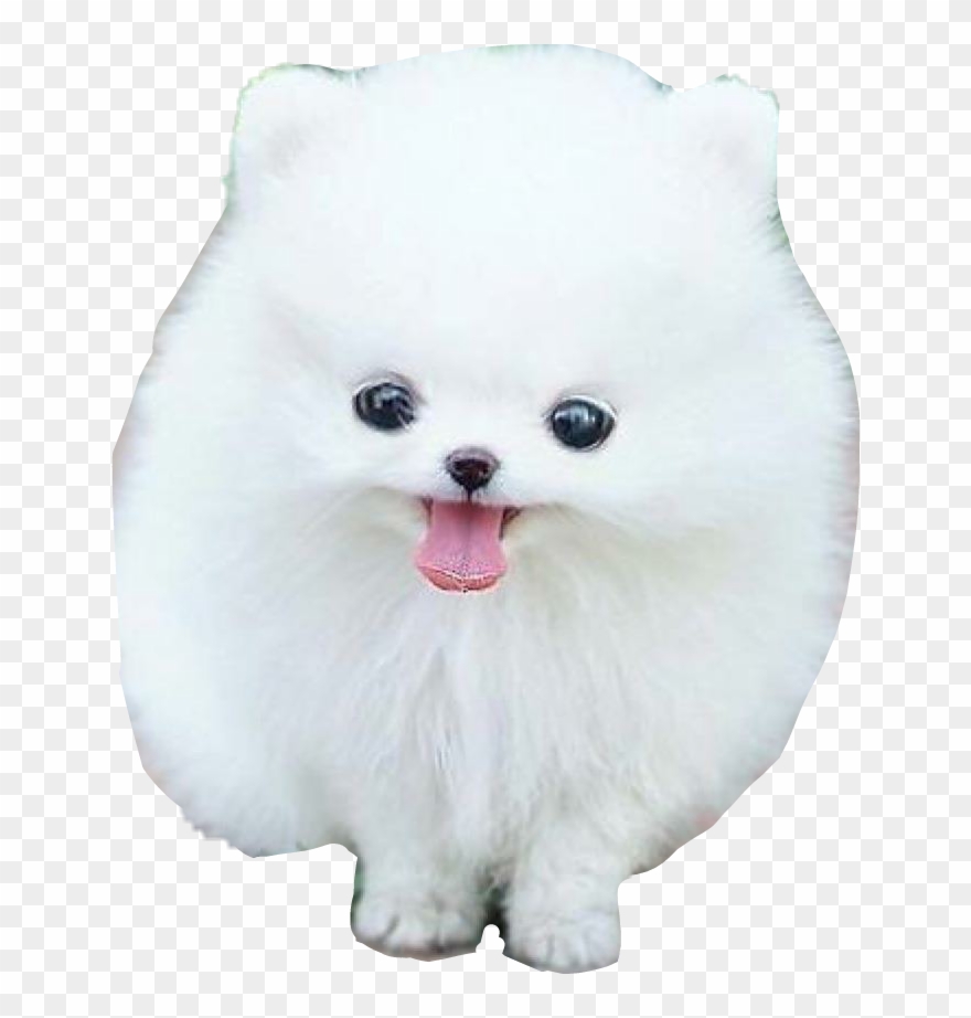 Clip Art Black And White Download Dog Cute Animal Sticker - Dog - Png Download