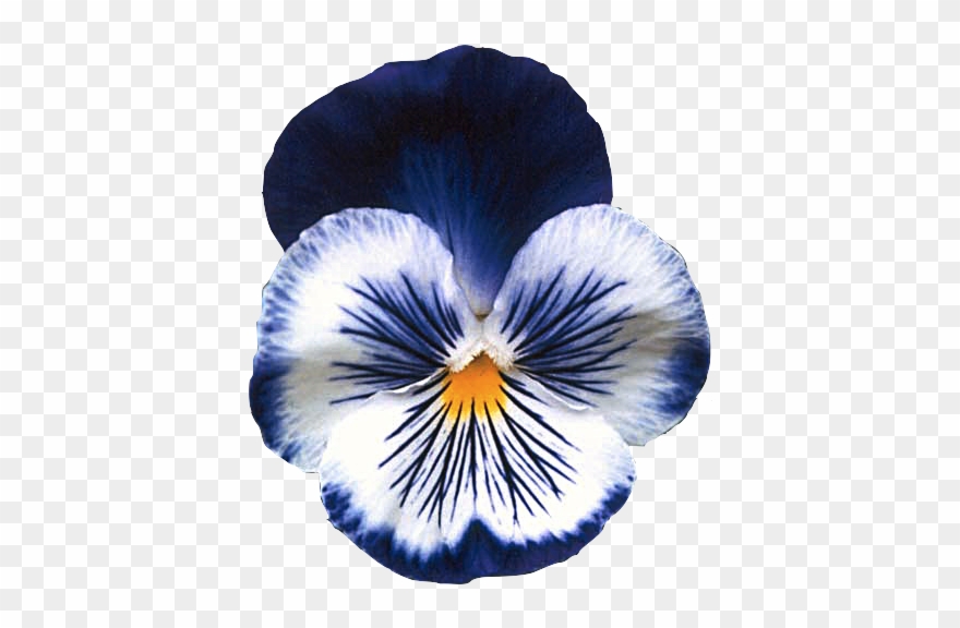 Pansy Ilustraciones Botanicas, Flores Azules, Uñas - Pansy Flower Clipart