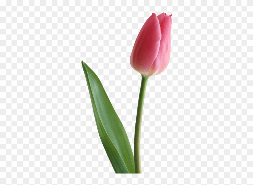 Shop Tulips - Arreglosfloralesguatemala.com Clipart