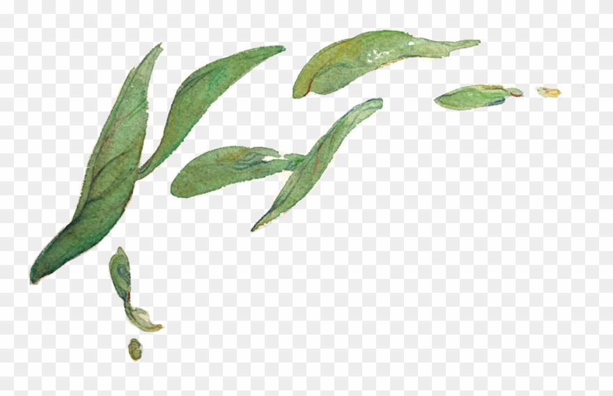 A Preview Of My Tea Leaves Study For A Zine Called - Tea Leaves Illustration Png Clipart