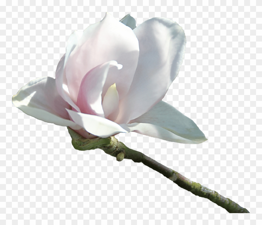 Velvetty White Flower - Flor Blanca Png Clipart