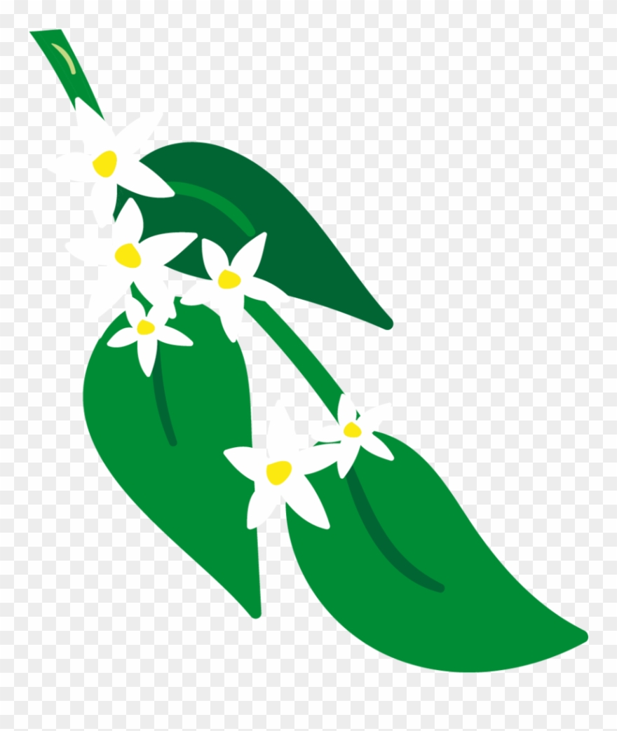 Bergamot & Grapefruit Organic Luxury Hand Lotion 250ml - Bergamot Orange Clipart