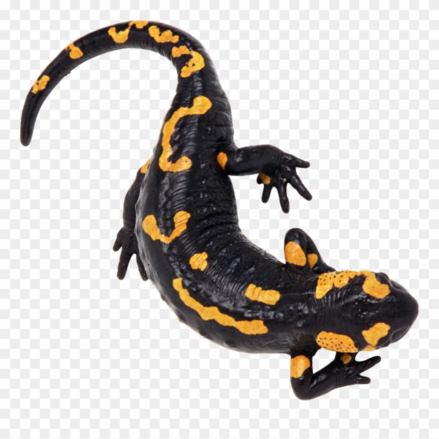 Lizard Png - Salamandra Png Clipart