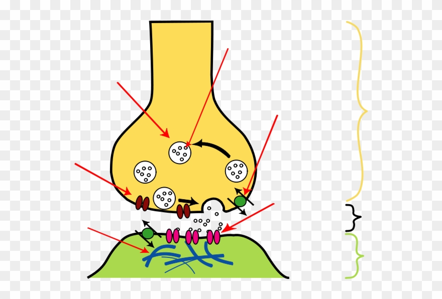The Basic Neuronal Function Of Sending Signals To Other - Calcium Channel In Synapse Clipart