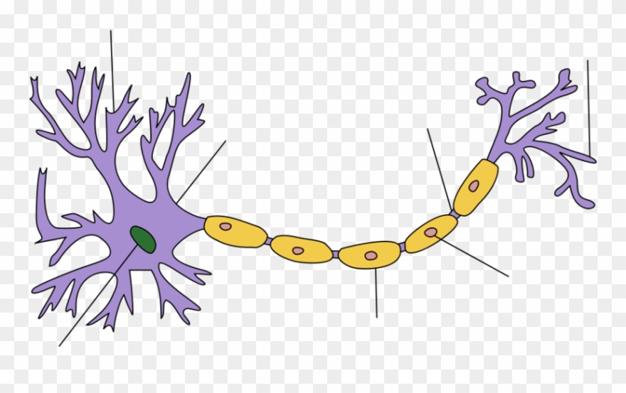 Location - Structure Of A Neuron Clipart