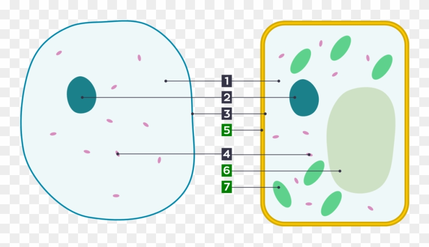 Plant Cell Clipart